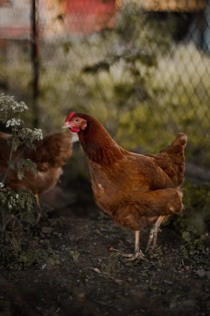 On the Third Day of Christmas: Sensory Abundance and the Celebration of Three French Hens Through Taste, Touch, and Tradition