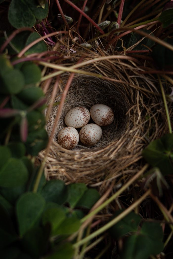 Day 6 of the Sensory Twelve Days of Christmas. Six Geese A Laying: A Celebration of Creation and Nurturing